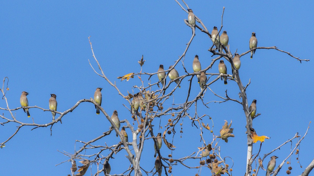 Cedar Waxwing - ML647398375