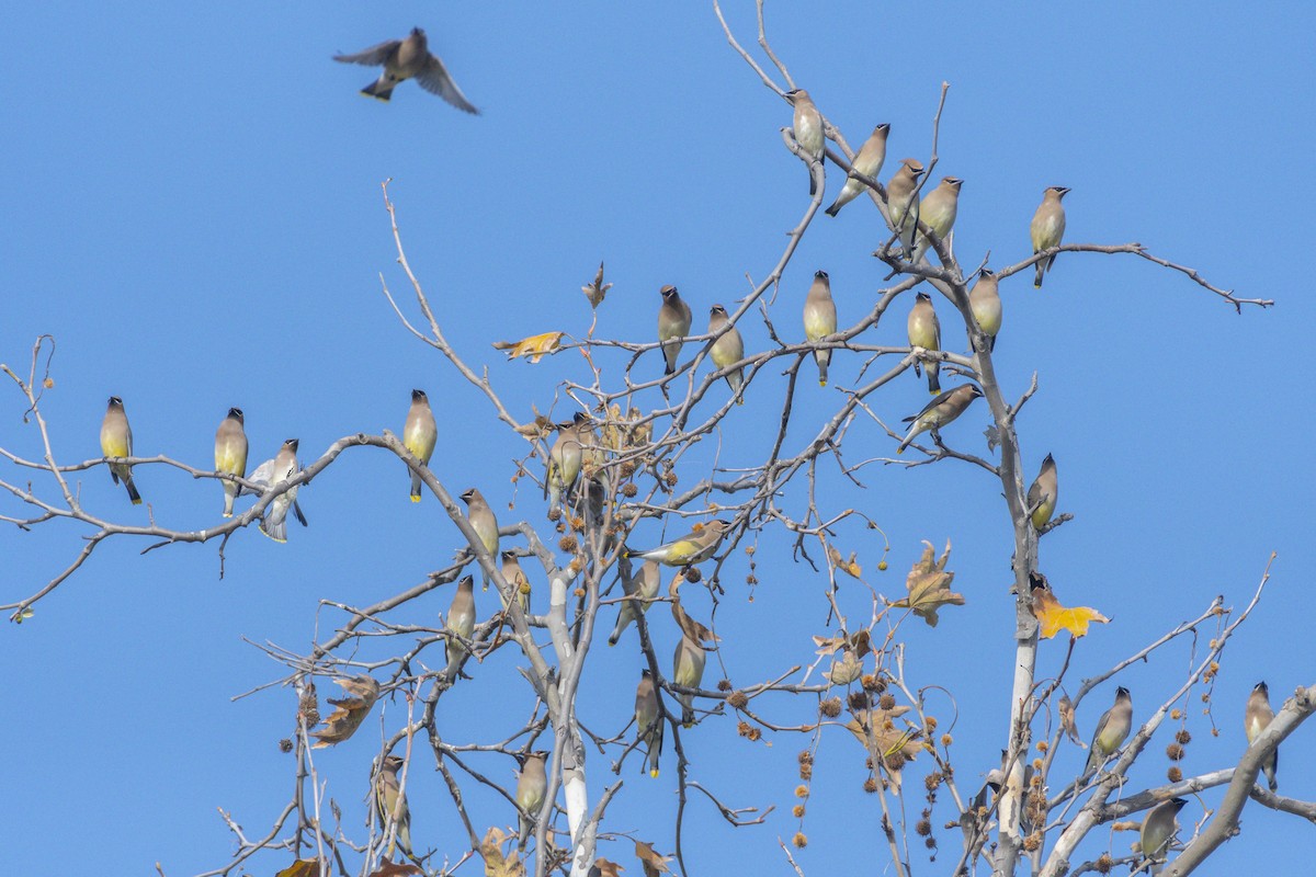 Cedar Waxwing - ML647398376