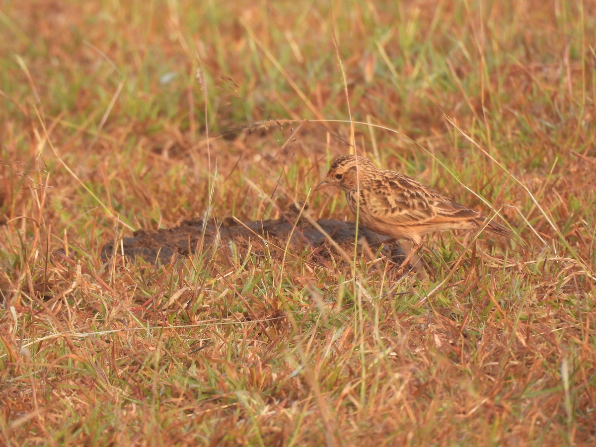 Oriental Skylark - ML647398384
