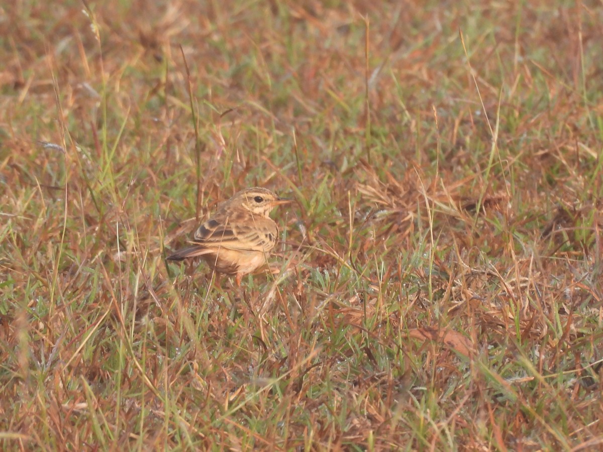Oriental Skylark - ML647398385