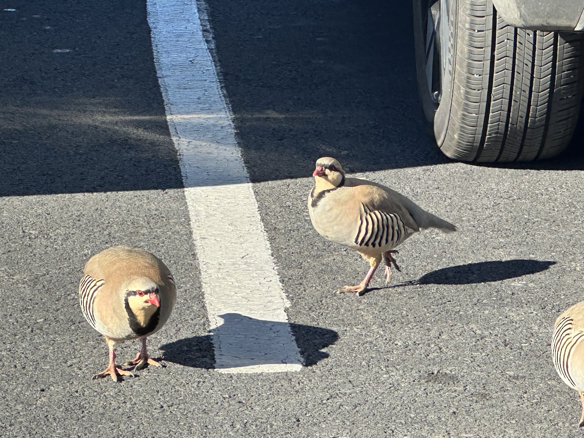 Хахилаг - ML647398403