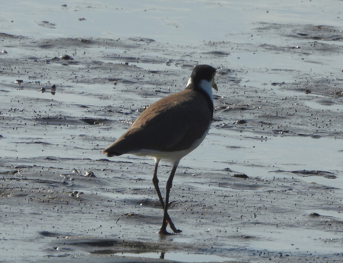 Avefría Militar - ML647398404