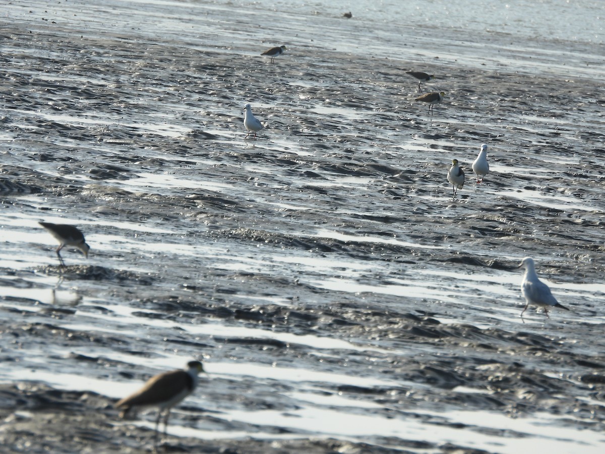 Avefría Militar - ML647398405