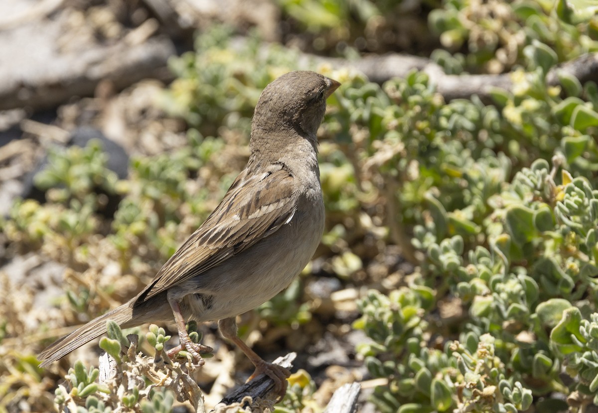 gråspurv - ML647398411