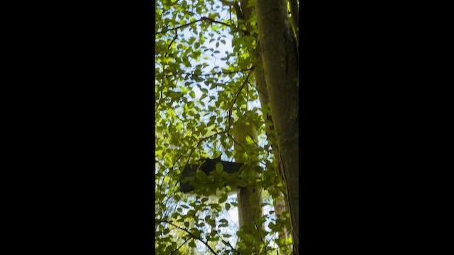 נקר צפון-אמריקני - ML647398413