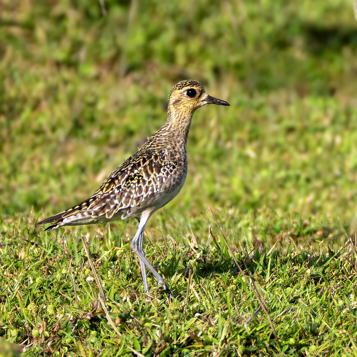 Сивка бурокрила - ML647398414