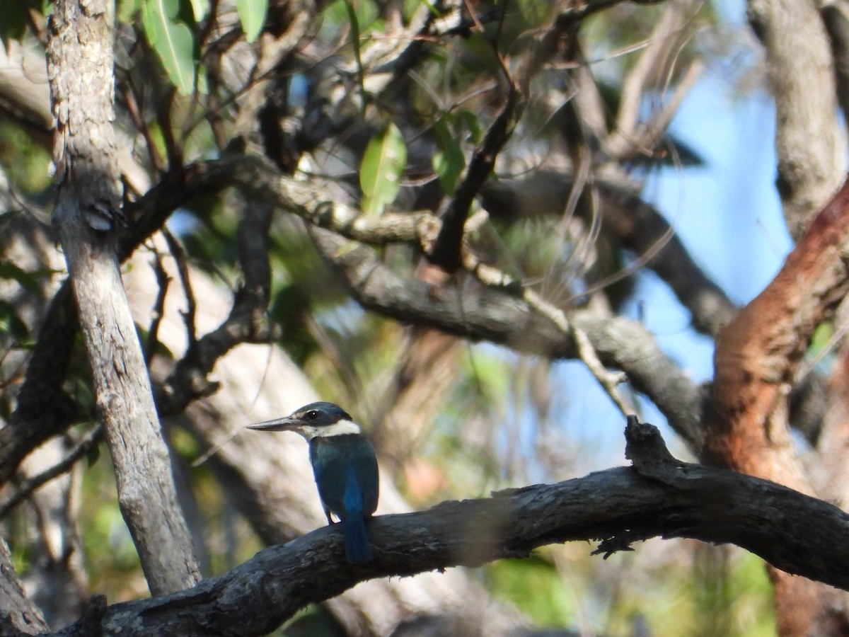 ledňáček posvátný - ML647398424