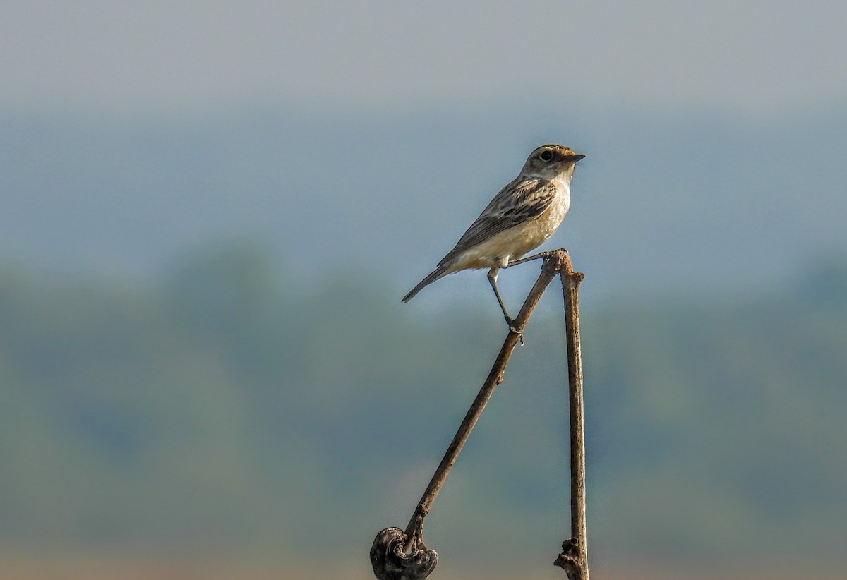 bramborníček sibiřský - ML647398432