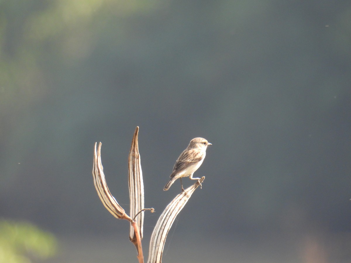 bramborníček sibiřský - ML647398433