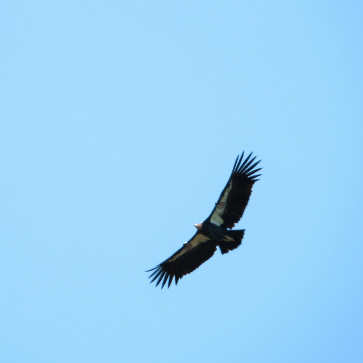 California Condor - ML647398434