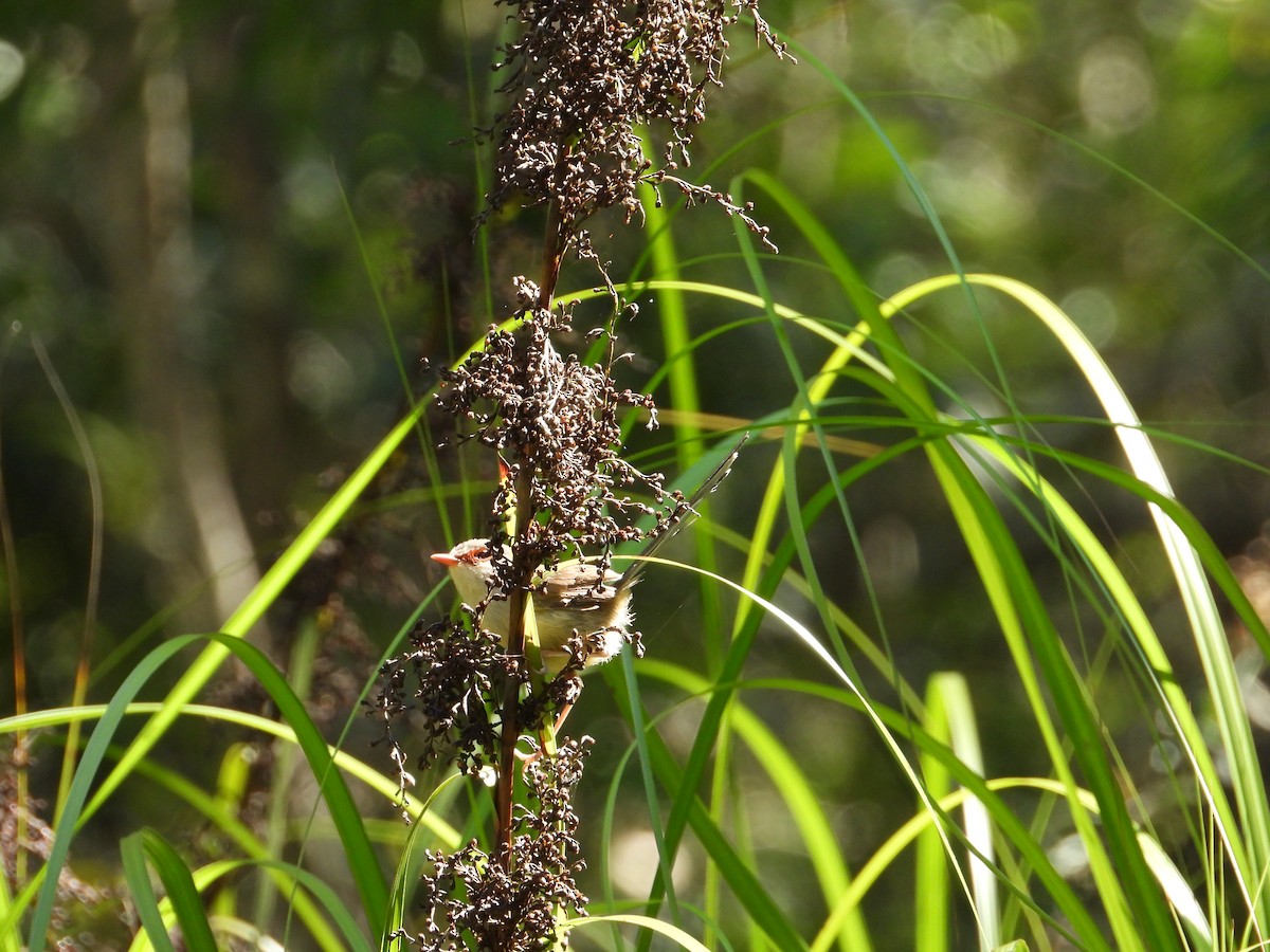 modropláštník proměnlivý - ML647398441