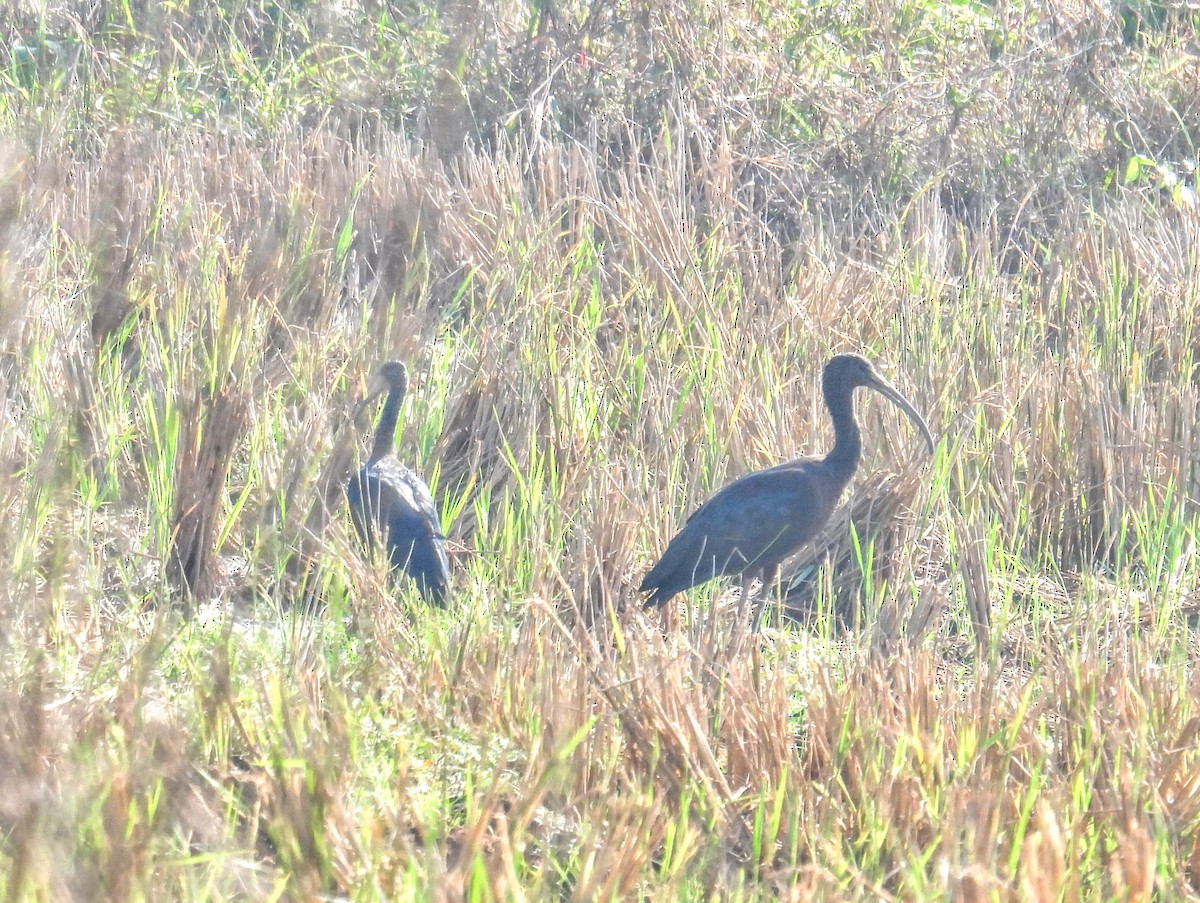 Каравайка - ML647398445