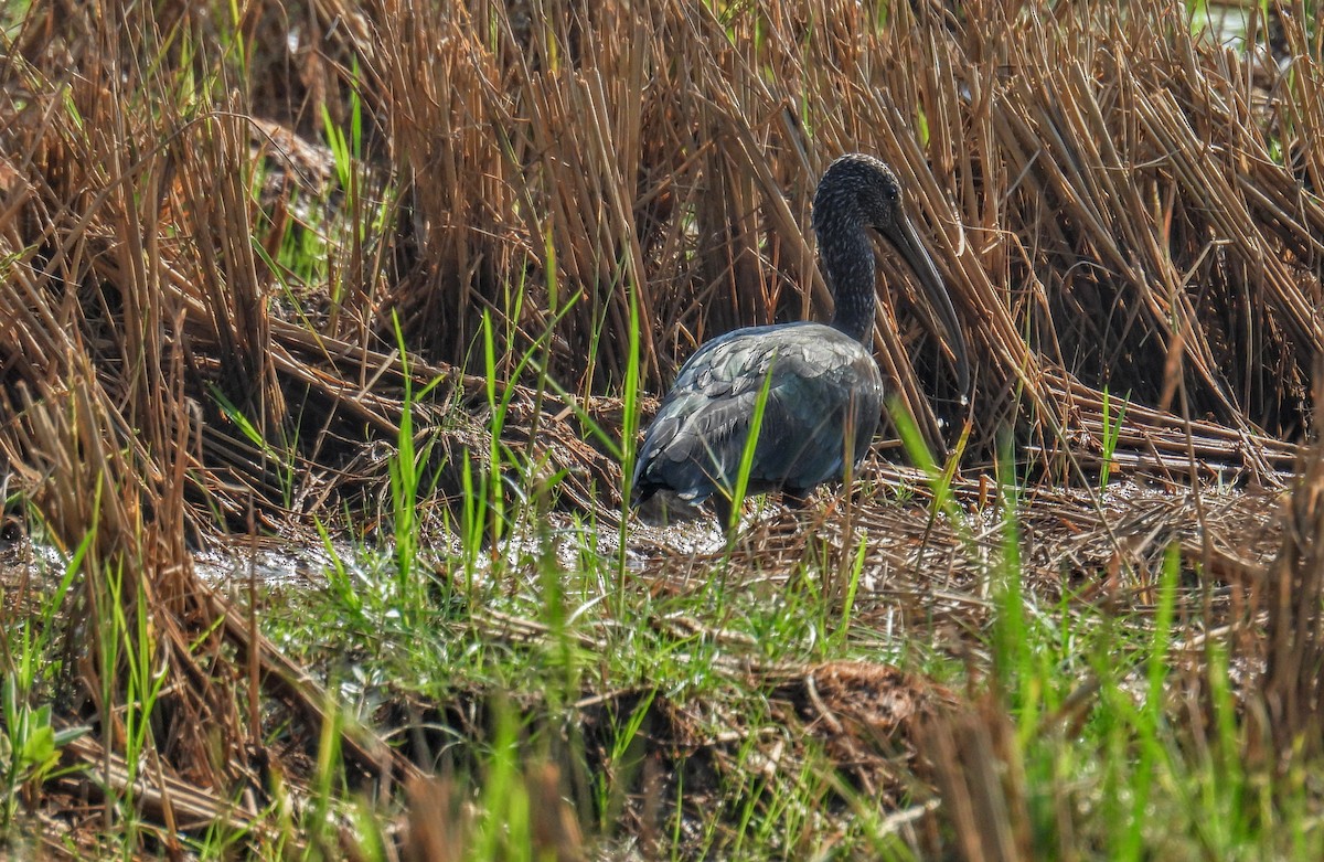 Каравайка - ML647398446