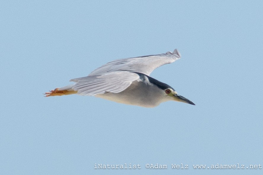 夜鷺 - ML647398448