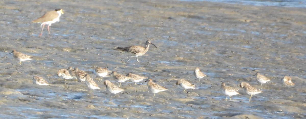 中杓鷸 - ML647398452