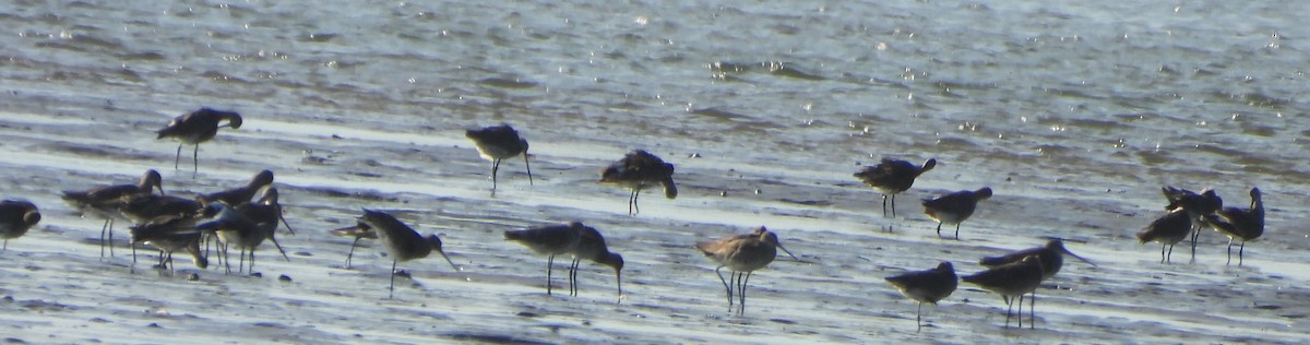 斑尾鷸 - ML647398453