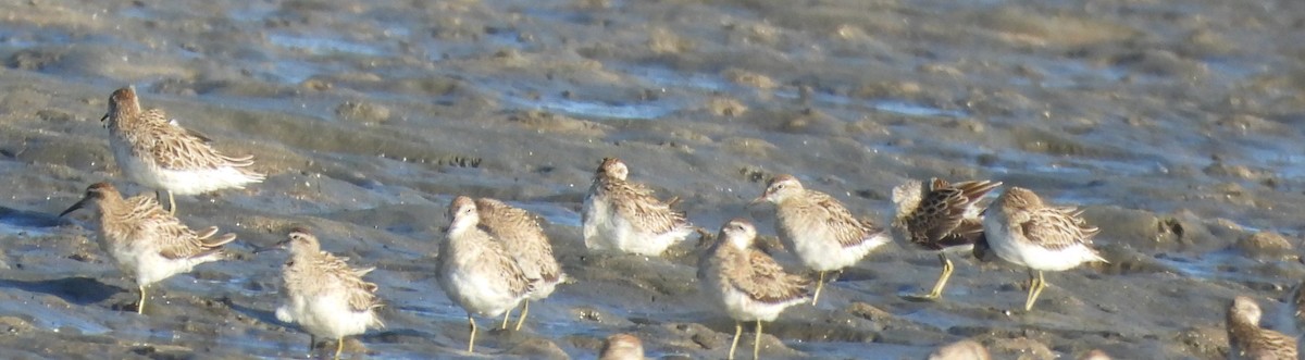 尖尾濱鷸 - ML647398454