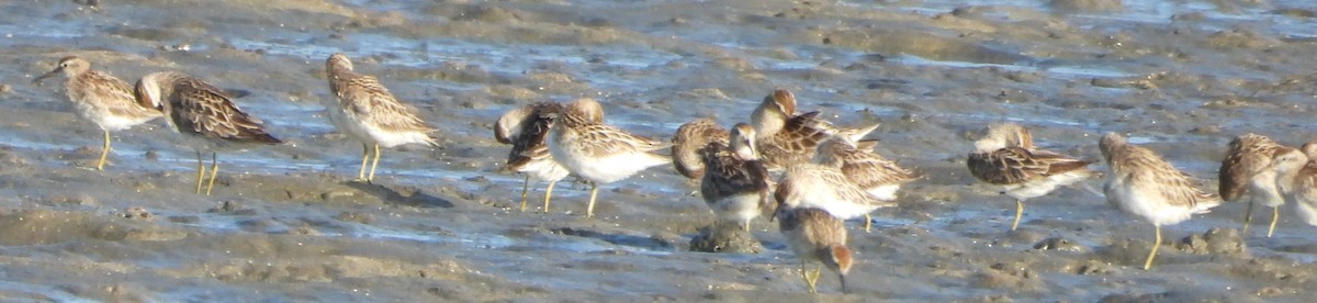 尖尾濱鷸 - ML647398455