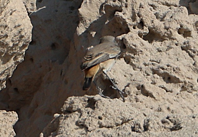 Persian Wheatear - ML647398457