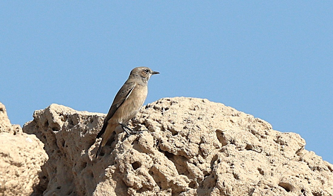 Persian Wheatear - ML647398458