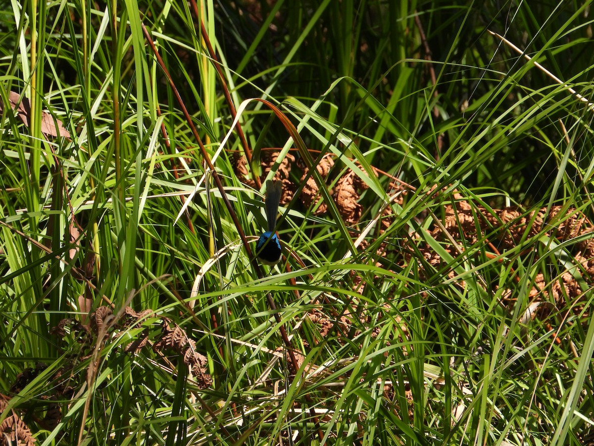 Variegated Fairywren - ML647398459