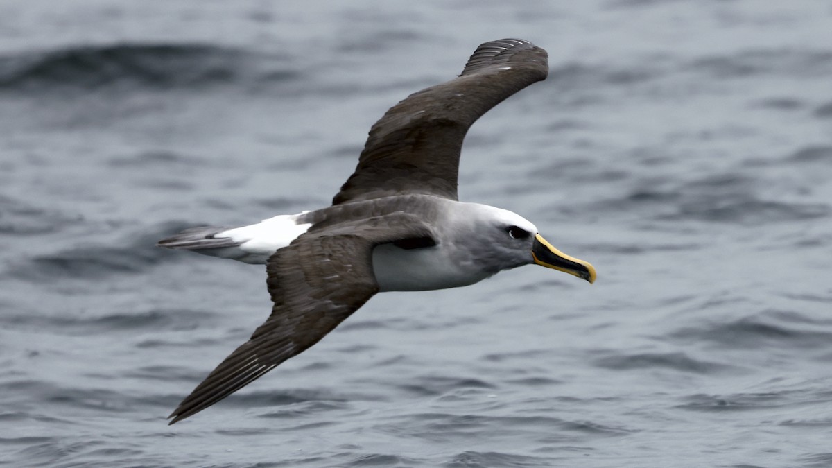 Buller's Albatross - ML647398460