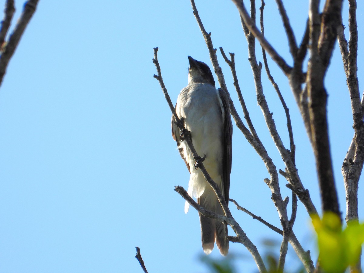White-bellied Cuckooshrike - ML647398461