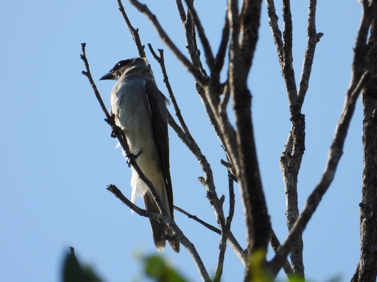 White-bellied Cuckooshrike - ML647398462