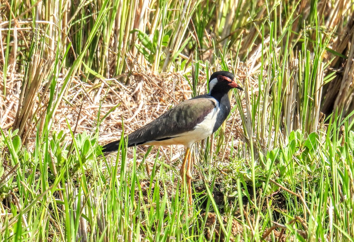 Red-wattled Lapwing - ML647398464