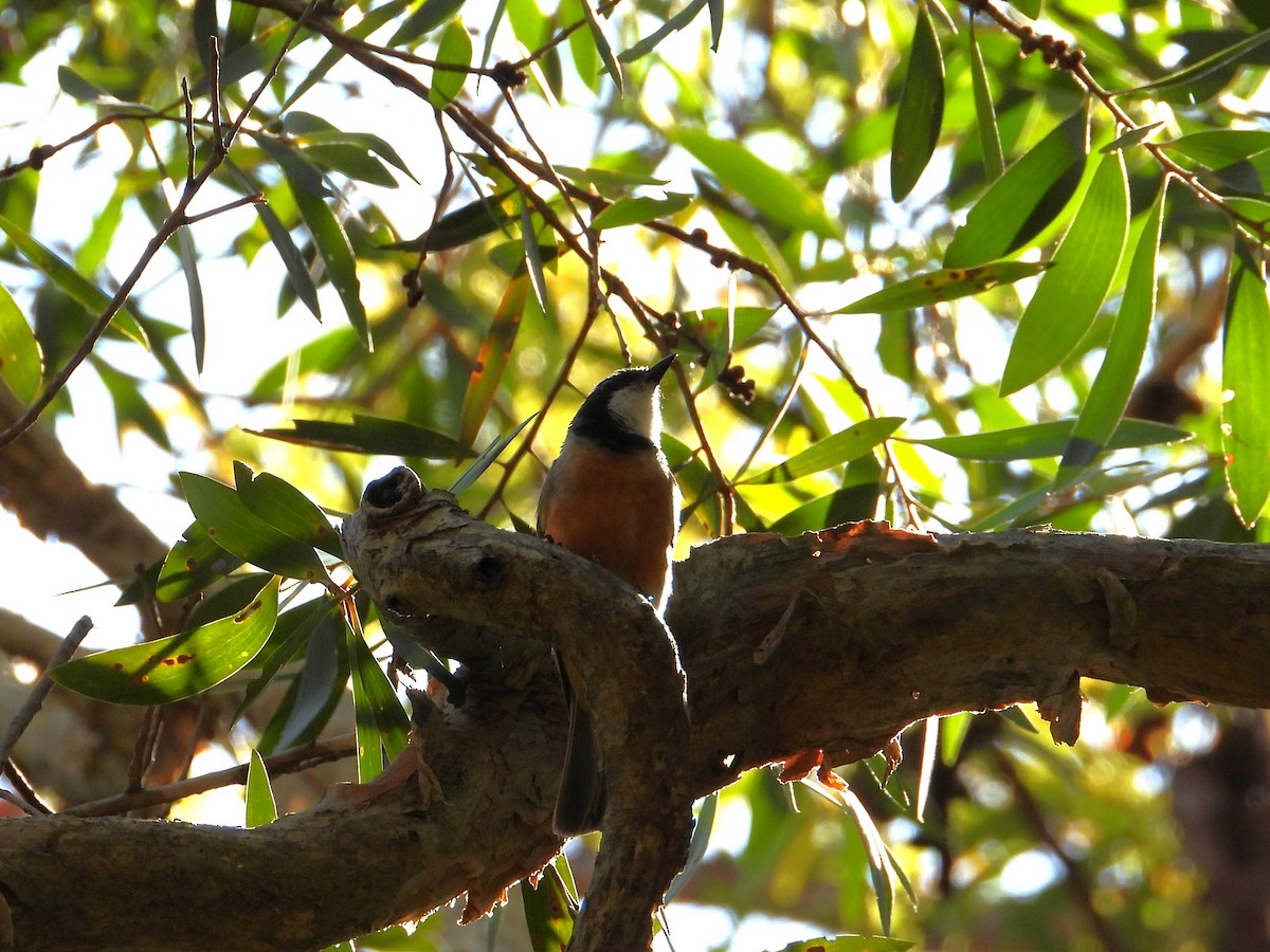 Rufous Whistler - ML647398466