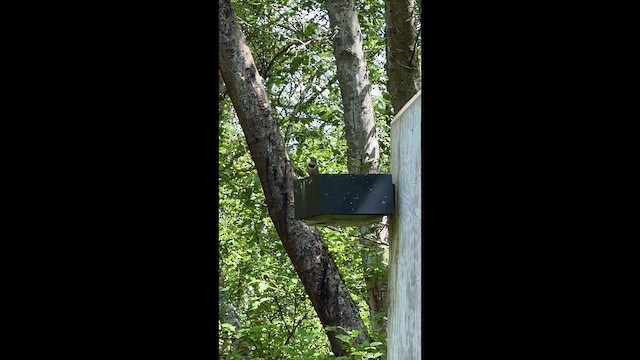 Northern Flicker - ML647398467