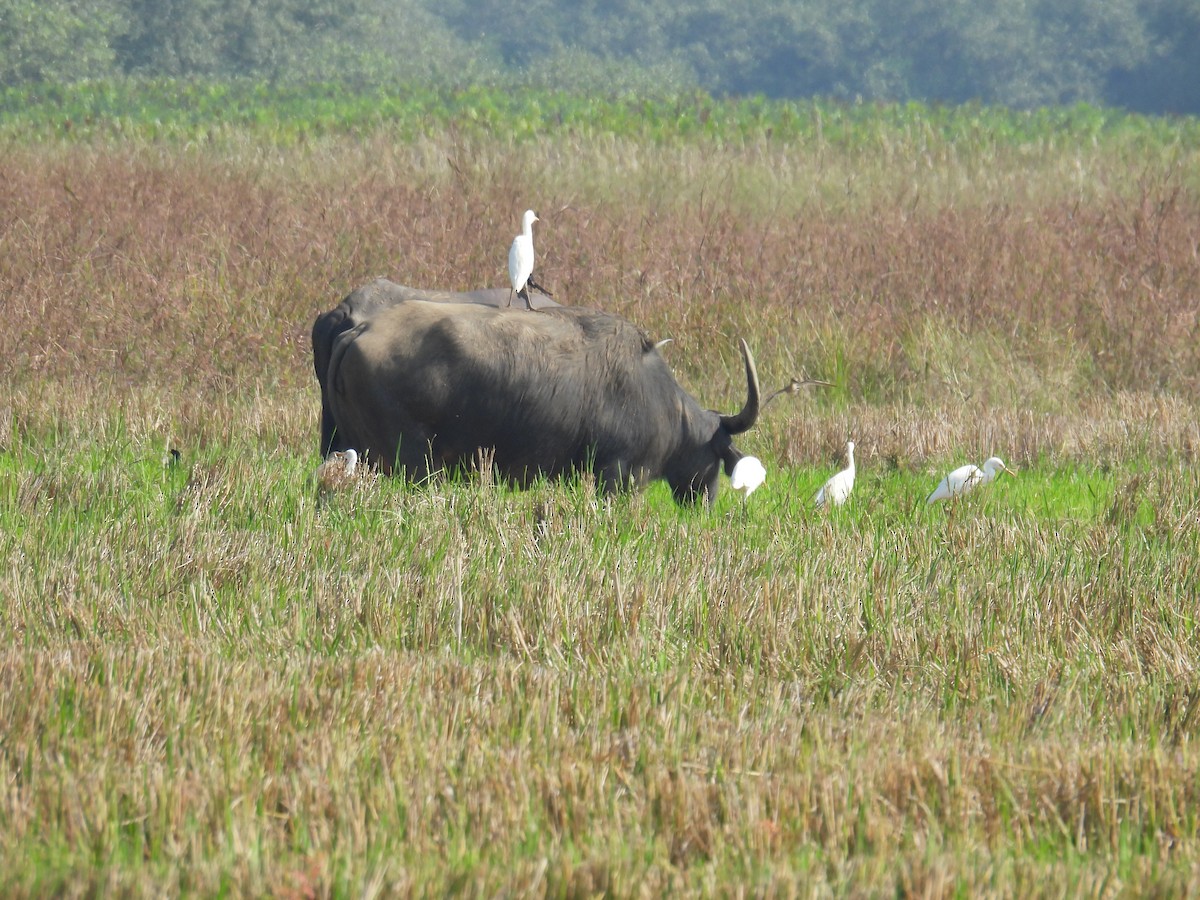 黃頭鷺 - ML647398468