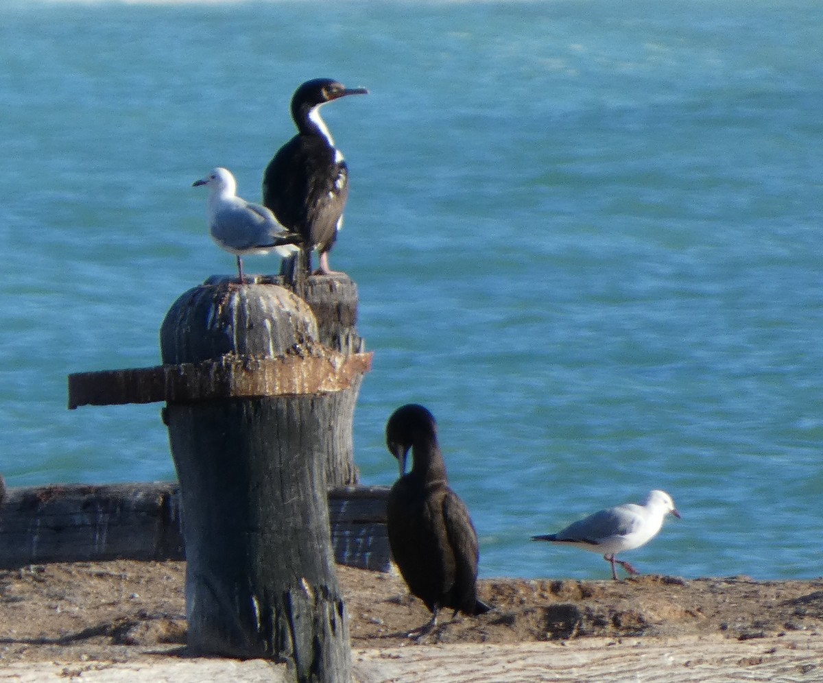 Stewart Island Shag - ML647398470