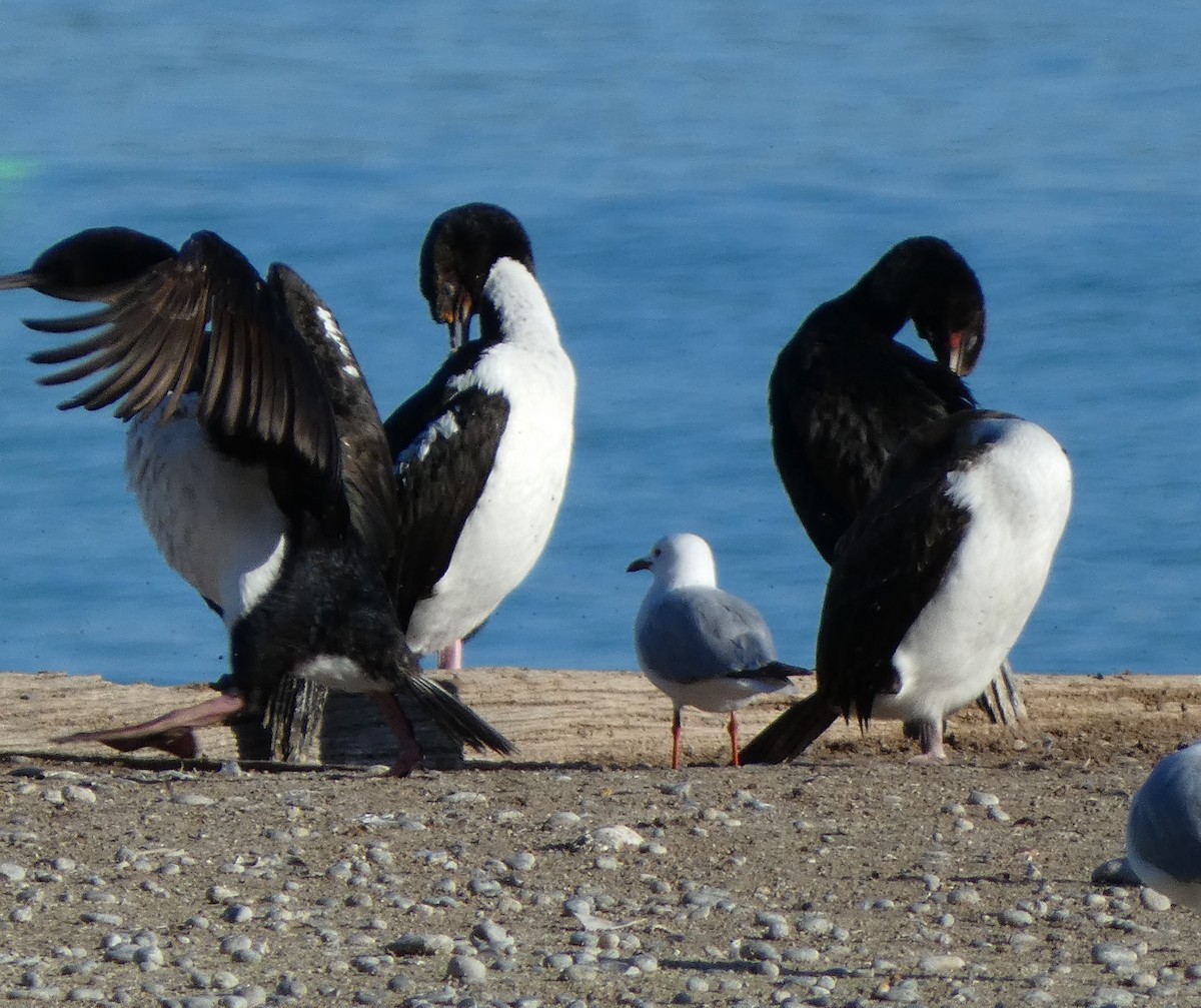 Stewart Island Shag - ML647398471