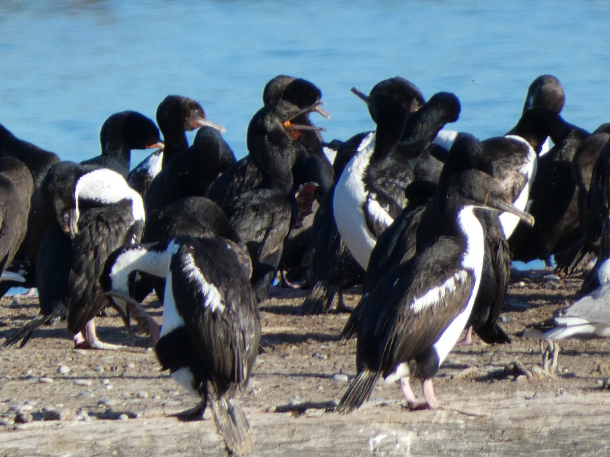 Stewart Island Shag - ML647398472