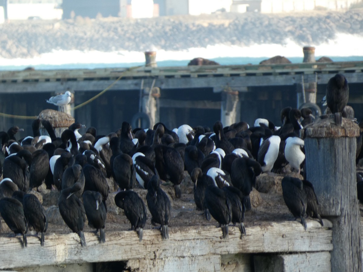 Stewart Island Shag - ML647398473