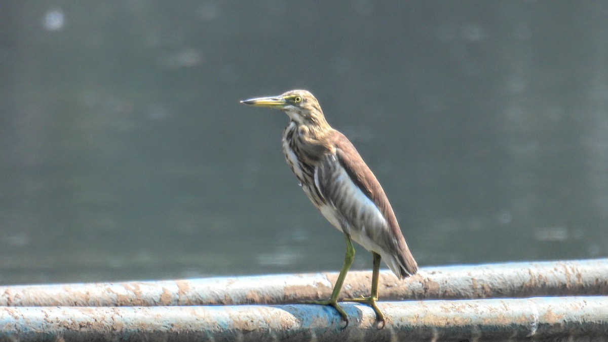 印度池鷺 - ML647398474