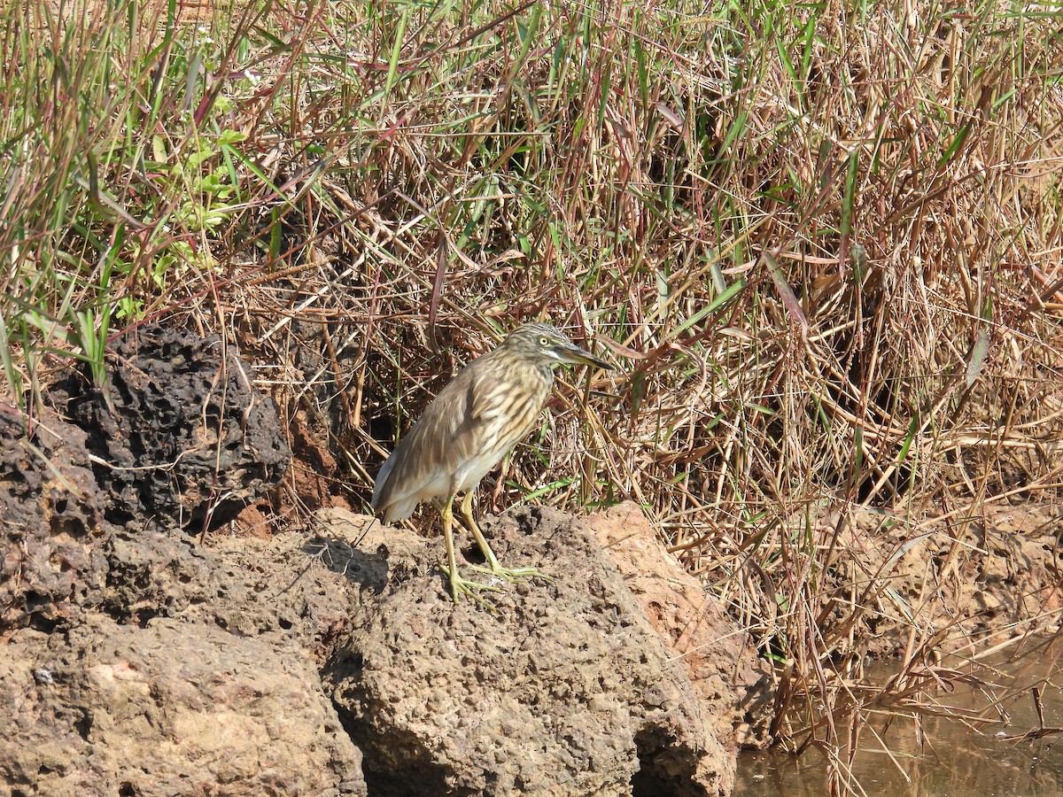 印度池鷺 - ML647398475