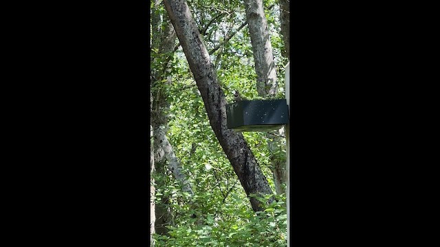 נקר צפון-אמריקני - ML647398477