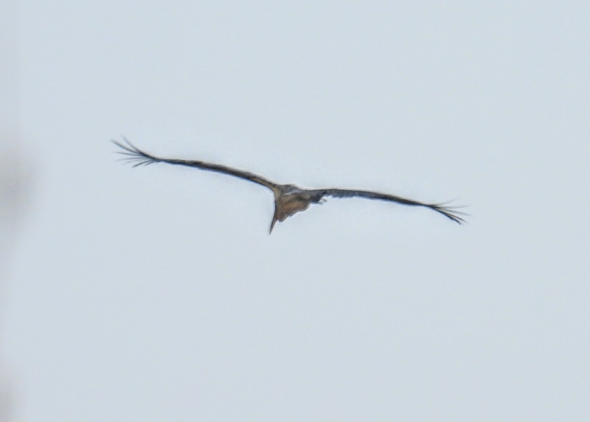Lesser Adjutant - ML647398479