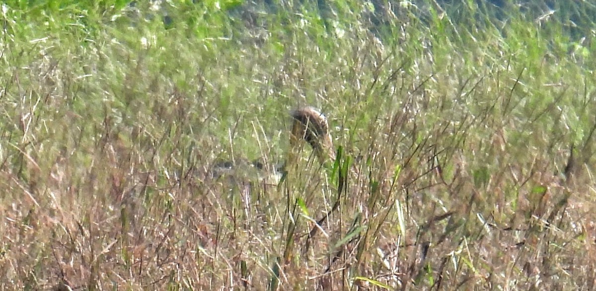 Lesser Adjutant - ML647398480