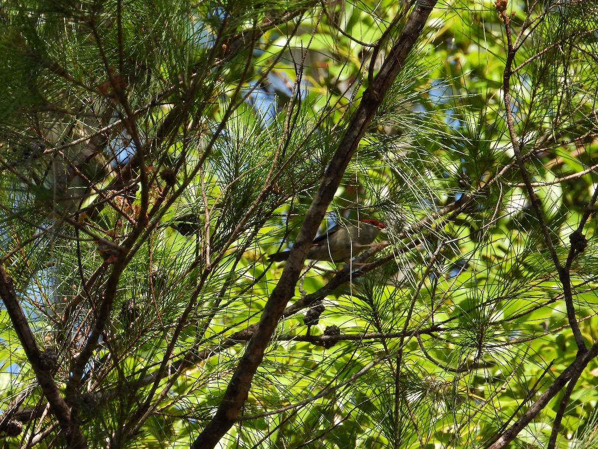 Red-browed Firetail - ML647398485