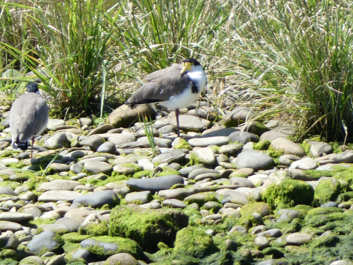 Avefría Militar - ML647398489