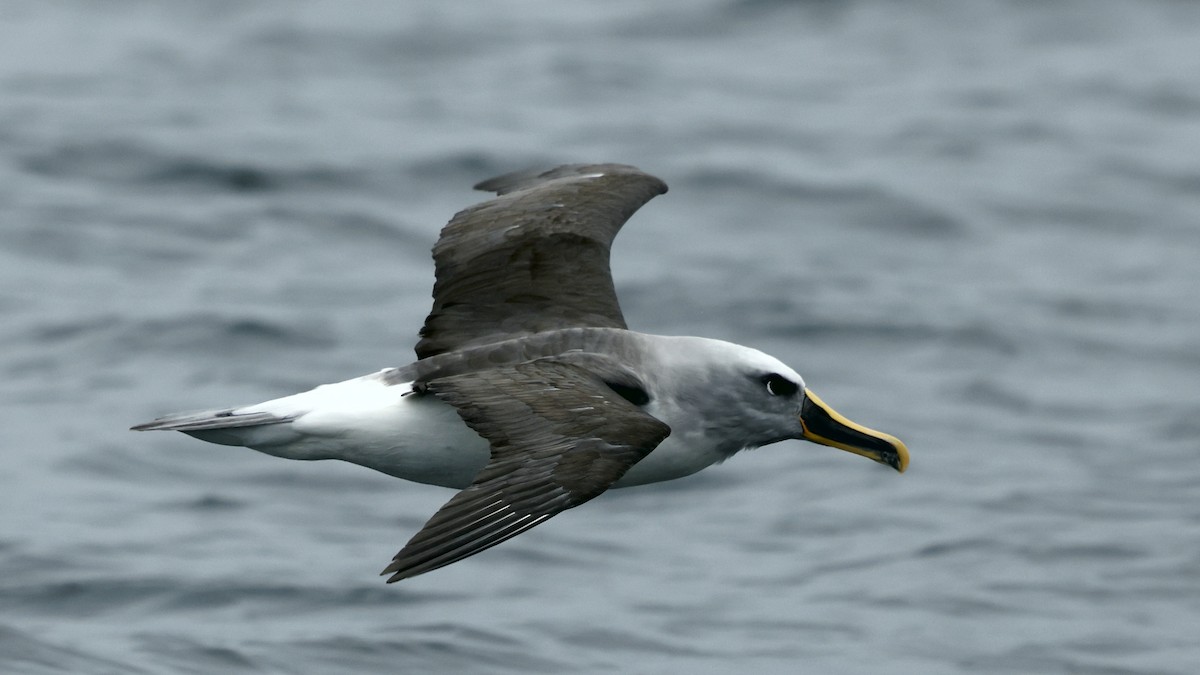 Буллеров альбатрос - ML647398500