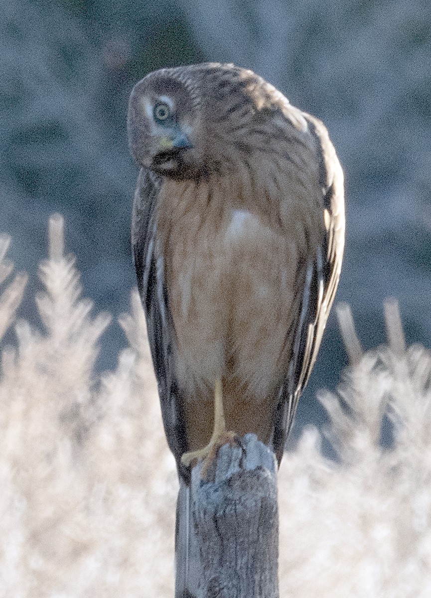 Northern Harrier - ML647398501