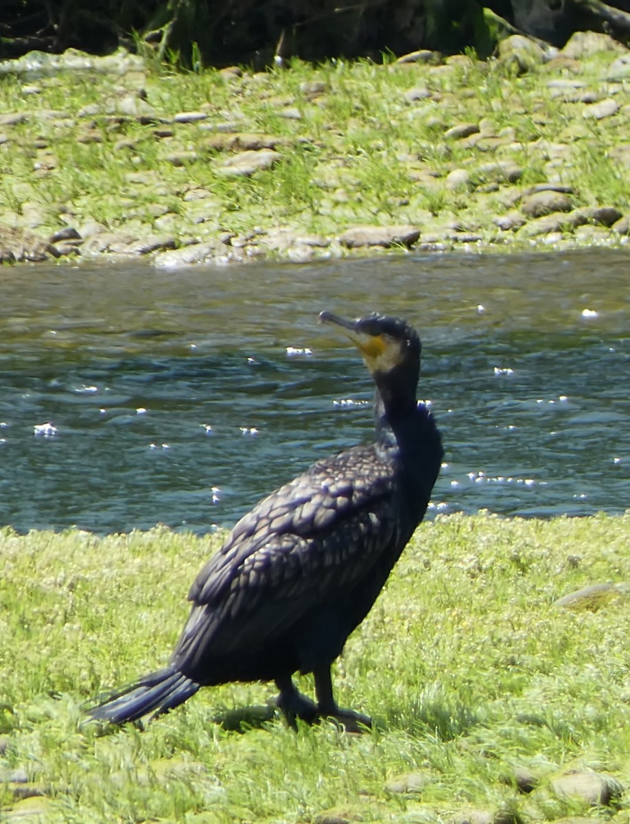 Great Cormorant - ML647398502