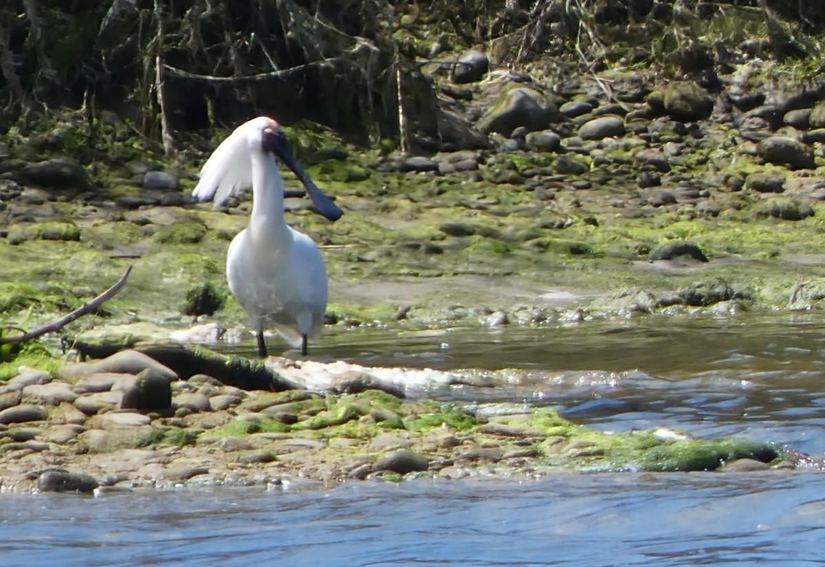 Kara Yüzlü Kaşıkçı - ML647398504