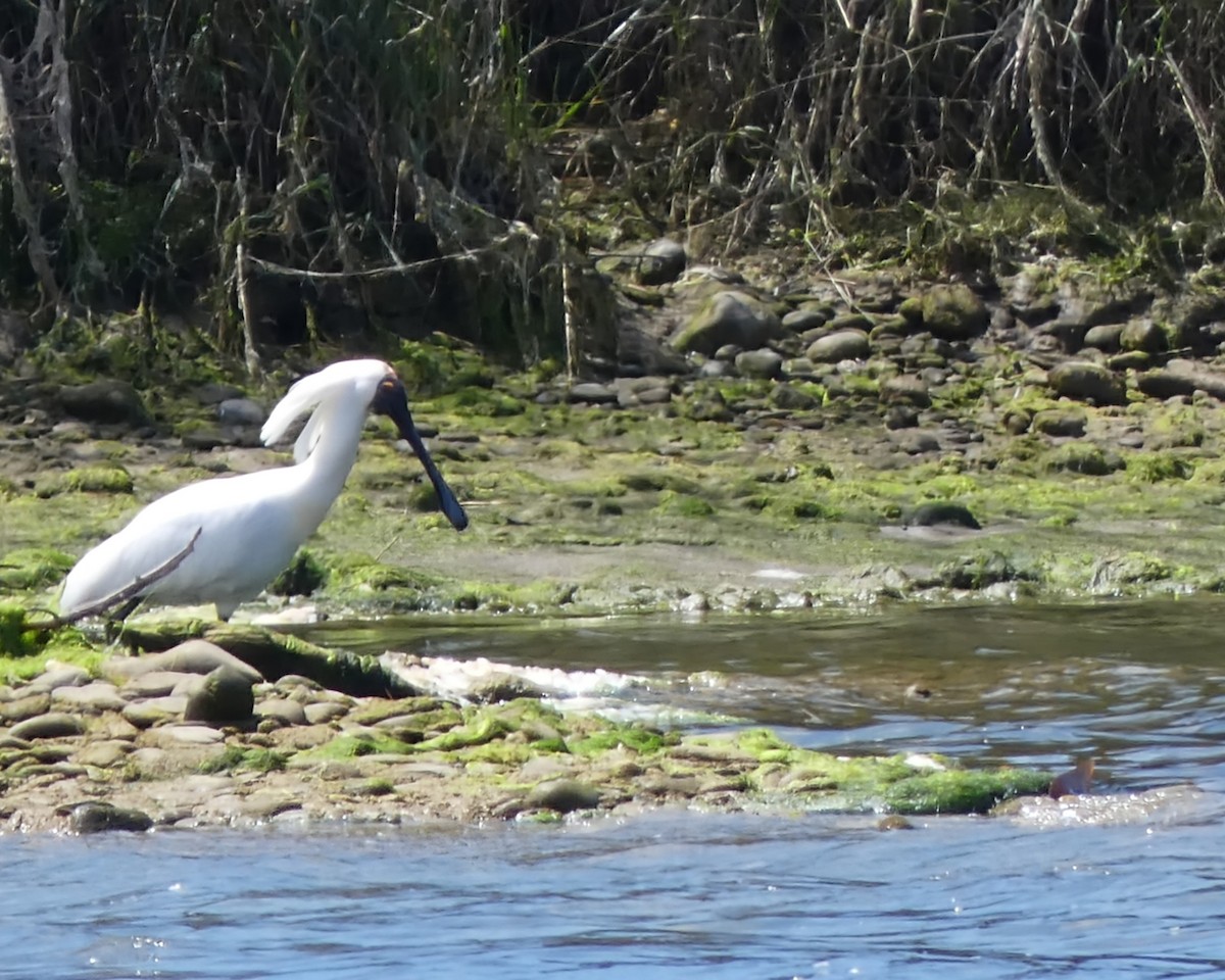 Kara Yüzlü Kaşıkçı - ML647398505