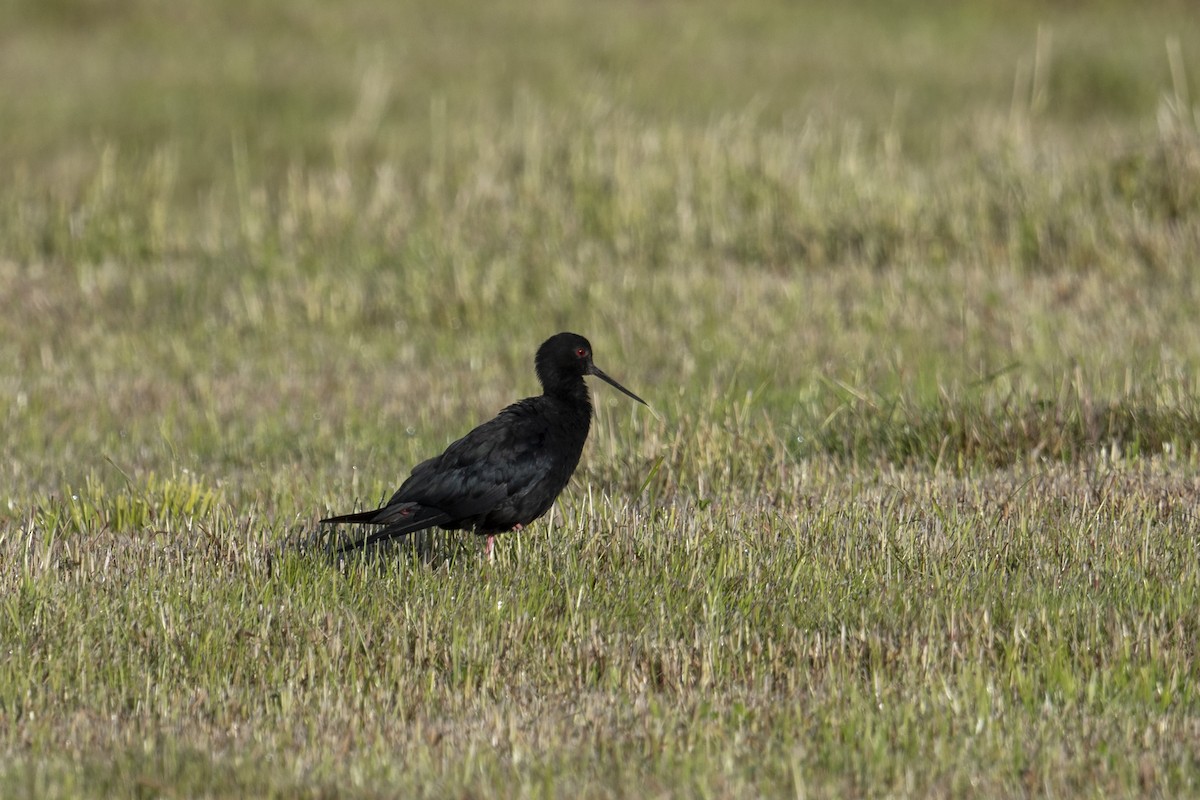 pisila černá - ML647398509