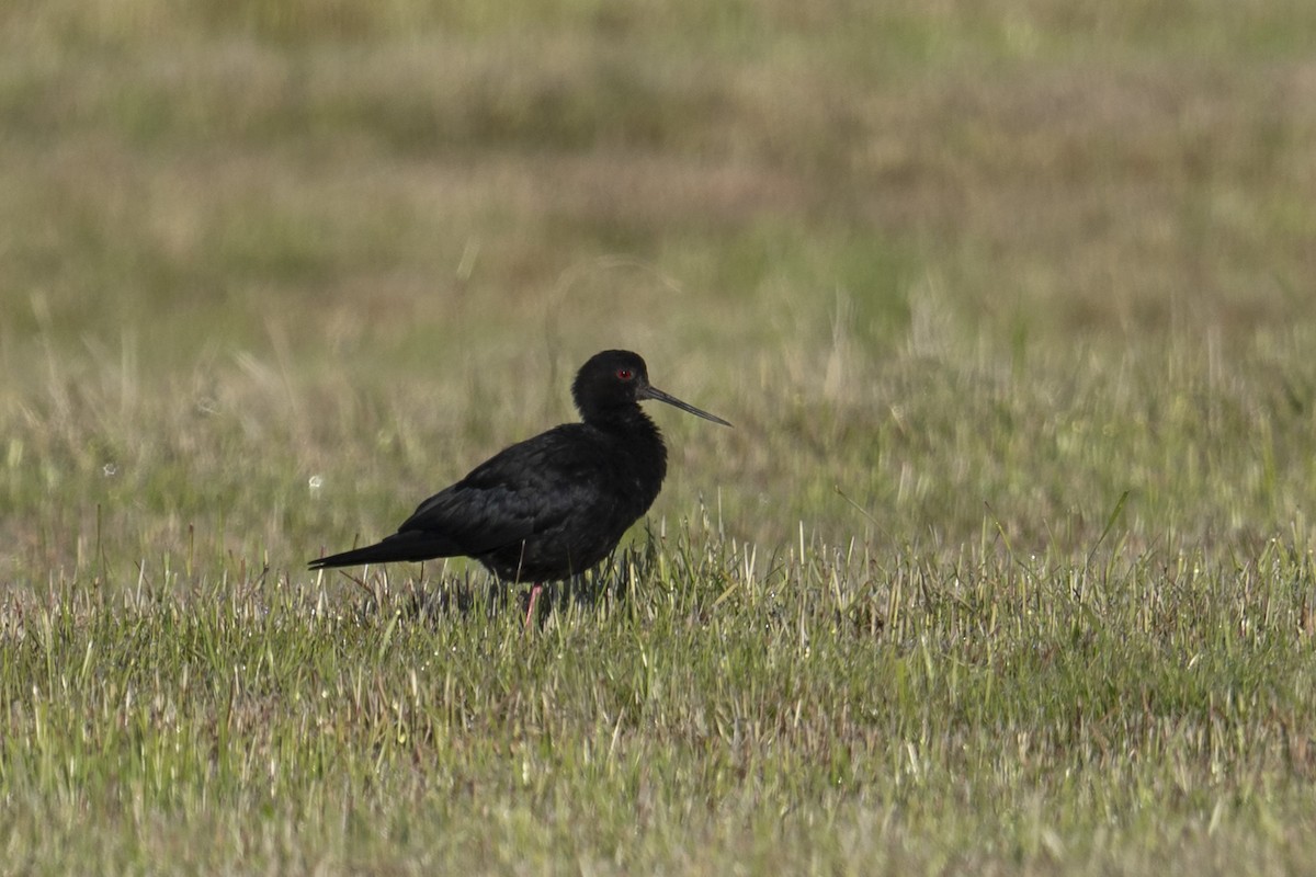 pisila černá - ML647398511